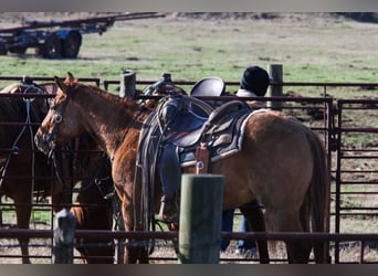 American Quarter Horse, Gelding, 3 years, 14.1 hh, Red Dun
