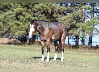 American Quarter Horse Mix, Gelding, 3 years, 14.1 hh, Roan-Bay