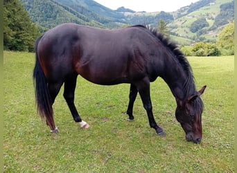 American Quarter Horse, Gelding, 3 years, 14.2 hh, Bay-Dark