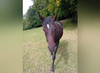 American Quarter Horse, Gelding, 3 years, 14.2 hh, Bay-Dark