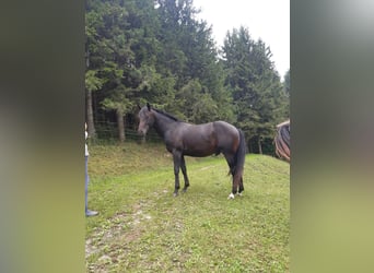 American Quarter Horse, Gelding, 3 years, 14.2 hh, Bay-Dark