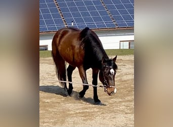 American Quarter Horse, Gelding, 3 years, 14.2 hh, Bay-Dark
