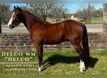American Quarter Horse, Gelding, 3 years, 14.2 hh, Bay