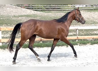 American Quarter Horse, Gelding, 3 years, 14.2 hh, Brown