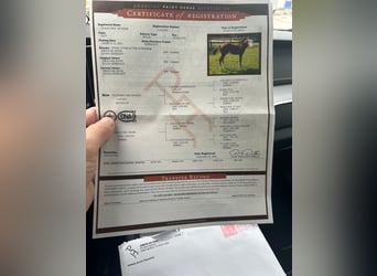 American Quarter Horse, Gelding, 3 years, 14.2 hh, Brown