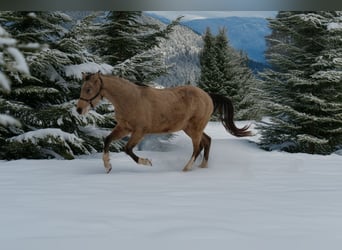 American Quarter Horse, Gelding, 3 years, 14.2 hh, Buckskin