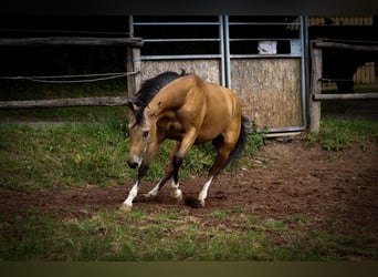 American Quarter Horse, Gelding, 3 years, 14.2 hh, Buckskin