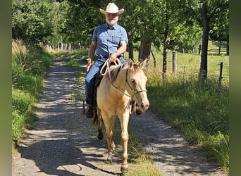 American Quarter Horse, Gelding, 3 years, 14.2 hh, Champagne