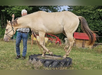 American Quarter Horse, Gelding, 3 years, 14,2 hh, Champagne