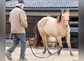 American Quarter Horse, Gelding, 3 years, 14,2 hh, Champagne