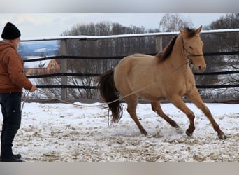 American Quarter Horse, Gelding, 3 years, 14,2 hh, Champagne