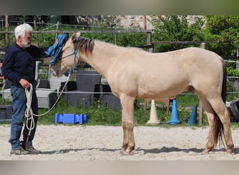 American Quarter Horse, Gelding, 3 years, 14.2 hh, Champagne