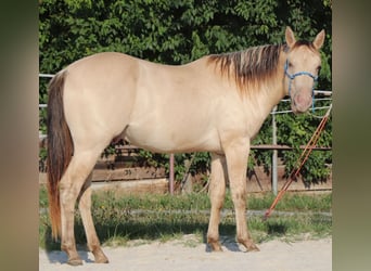 American Quarter Horse, Gelding, 3 years, 14.2 hh, Champagne