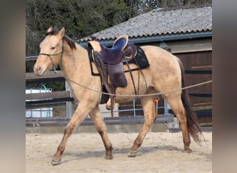 American Quarter Horse, Gelding, 3 years, 14.2 hh, Champagne