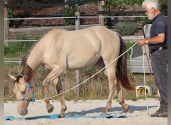 American Quarter Horse, Gelding, 3 years, 14.2 hh, Champagne
