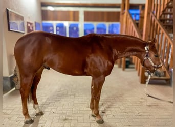 American Quarter Horse, Gelding, 3 years, 14.2 hh, Chestnut-Red