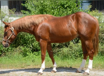 American Quarter Horse, Gelding, 3 years, 14,2 hh, Chestnut-Red