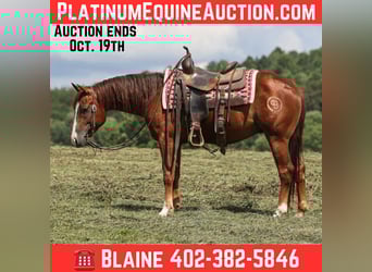 American Quarter Horse, Gelding, 3 years, 14.2 hh, Chestnut