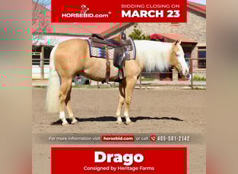 American Quarter Horse, Gelding, 3 years, 14.2 hh, Palomino