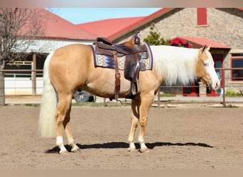 American Quarter Horse, Gelding, 3 years, 14.2 hh, Palomino