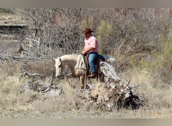 American Quarter Horse, Gelding, 3 years, 14,2 hh, Palomino