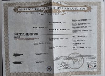 American Quarter Horse, Gelding, 3 years, 14.2 hh, Red Dun