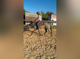 American Quarter Horse, Gelding, 3 years, 14.2 hh, Roan-Blue