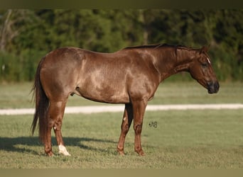 American Quarter Horse, Gelding, 3 years, 14,2 hh, Roan-Red