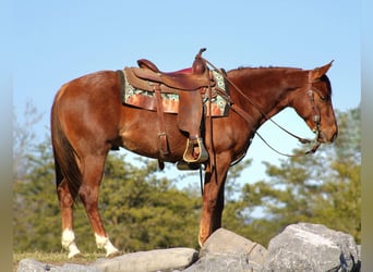 American Quarter Horse, Gelding, 3 years, 14.2 hh, Roan-Red