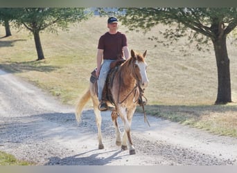 American Quarter Horse, Gelding, 3 years, 14.2 hh, Roan-Red
