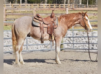 American Quarter Horse, Gelding, 3 years, 14.2 hh, Roan-Red