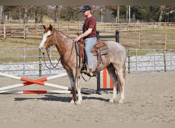 American Quarter Horse, Gelding, 3 years, 14.2 hh, Roan-Red