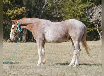 American Quarter Horse, Gelding, 3 years, 14.2 hh, Roan-Red