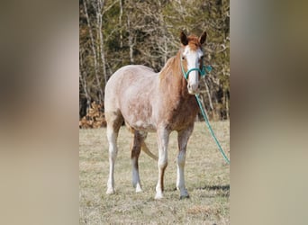 American Quarter Horse, Gelding, 3 years, 14.2 hh, Roan-Red