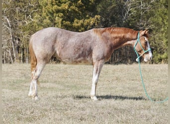 American Quarter Horse, Gelding, 3 years, 14.2 hh, Roan-Red