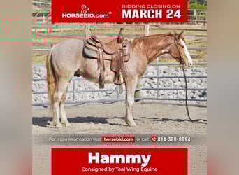 American Quarter Horse, Gelding, 3 years, 14.2 hh, Roan-Red