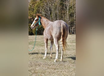 American Quarter Horse, Gelding, 3 years, 14.2 hh, Roan-Red