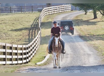 American Quarter Horse, Gelding, 3 years, 14.2 hh, Roan-Red