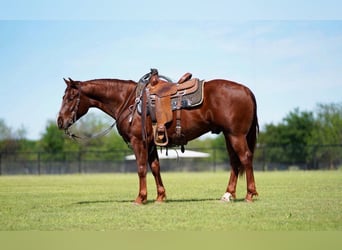 American Quarter Horse, Gelding, 3 years, 14.2 hh, Sorrel