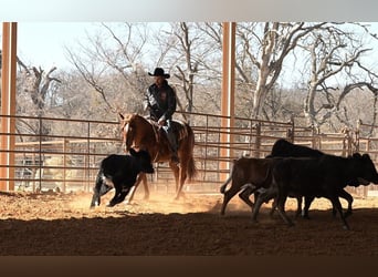 American Quarter Horse, Gelding, 3 years, 14.2 hh, Sorrel