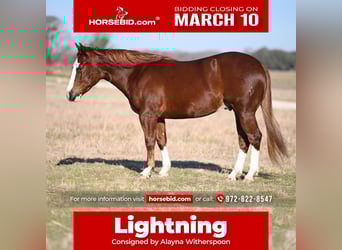 American Quarter Horse, Gelding, 3 years, 14.2 hh, Sorrel