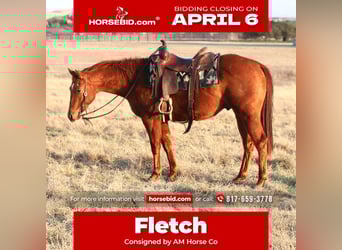 American Quarter Horse, Gelding, 3 years, 14.2 hh, Sorrel