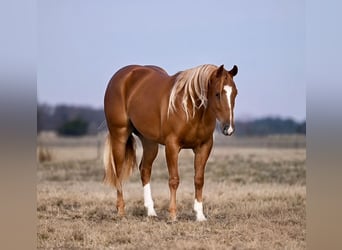 American Quarter Horse, Gelding, 3 years, 14.2 hh, Sorrel