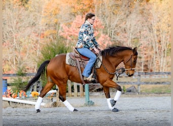 American Quarter Horse, Gelding, 3 years, 14.3 hh, Bay