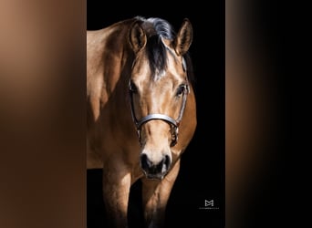 American Quarter Horse, Gelding, 3 years, 14,3 hh, Buckskin