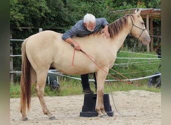 American Quarter Horse, Gelding, 3 years, 14.3 hh, Champagne