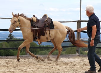 American Quarter Horse, Gelding, 3 years, 14.3 hh, Champagne