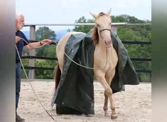 American Quarter Horse, Gelding, 3 years, 14.3 hh, Champagne