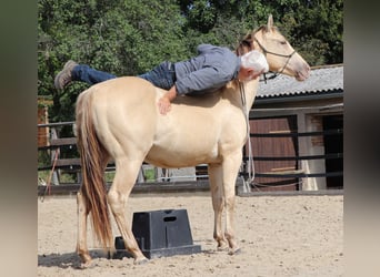 American Quarter Horse, Gelding, 3 years, 14.3 hh, Champagne