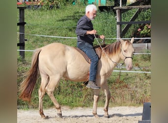 American Quarter Horse, Gelding, 3 years, 14.3 hh, Champagne